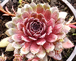 Sempervivum rubin
