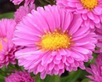 Aster novi belgii magicpink