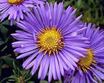 Aster novi belgii magicpurple