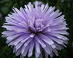 Aster novi belgii plenty
