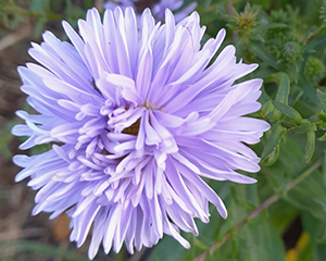 Ziemastere Jaunbeļģijas 'Plenty'