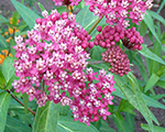 Asclepias incarnata cinderella