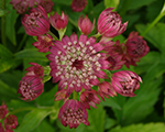 Astrantia major rubra