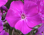 Phlox pan juniordream