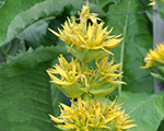 Gentiana lutea