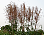 Miscanthus sinensis augustfeder