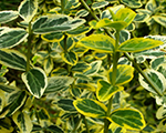 Euonymus fortunei emeraldsgold