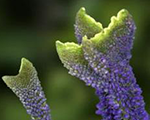 Veronica spicata crista