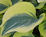 Hosta broaway