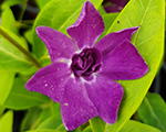 Vinca minor atropurpureaplena