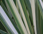 Iris ensata variegata