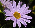 Kalimeris incisa bluestar