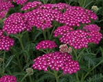 Achillea millefolium newvintageviolet