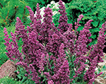 Salvia nemorosa plumosa
