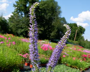 Veronika Virdžīnijas 'Apollo'