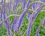 Veronicastrum virginicums apollo