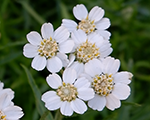 Achillea ptarmica
