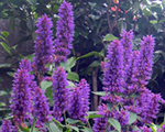 Agastache blueboa