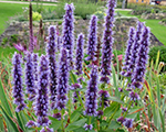 Agastache blackadder