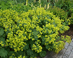 Alchemilla mollis auslese