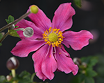 Anemone summerbreezevibrantpink