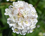 Armeria maritima morningstarwhite