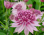 Astrantia roma