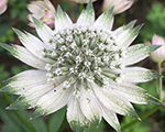 Astrantia shaggy