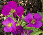 Aubrieta regadored