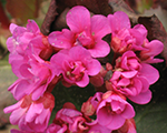 Bergenia winterglut