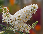 Buddleja dreamingwhite