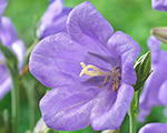 Campanula persicifolia takionblue