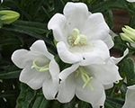 Campanula persicifolia takionwhite