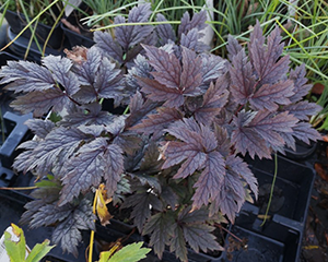 Sudrabsvece 'Chocoholic'