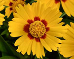 Coreopsis solannabrighttouch