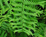 Dryopteris filix mas furcans