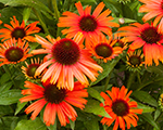 Echinacea orangeskipper