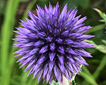 Echinops ritro veitchsblue