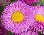 Erigeron foerstersliebling