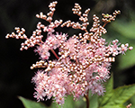 Filipendula purpurea elegans