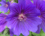 Geranium rosemoor