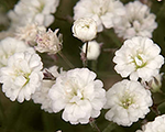 Gypsophila paniculata summersparkles