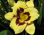 Hemerocallis eldesperado