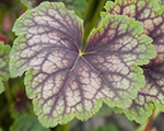 Heuchera marvelousmarblesilver