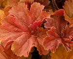 Heuchera northernexposureamber