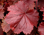 Heuchera northernexposurered