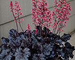 Heuchera timelessnight