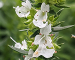 Hyssopus officinalis albus