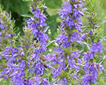 Hyssopus officinalis blues