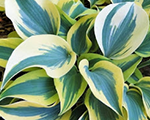 Hosta autumnfrost